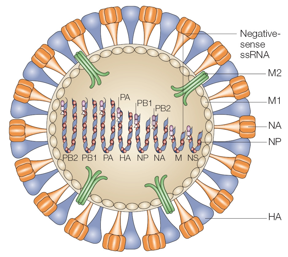 Gripe: Virus de Influenza, diagnóstico, tratamiento y prevención -  Instituto de Bioquímica Clínica